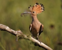 Dudek chocholaty - Upupa epops - Common Hoopoe o0958